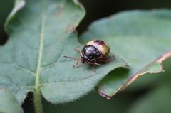 カメムシの幼虫