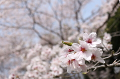 咲き誇る桜