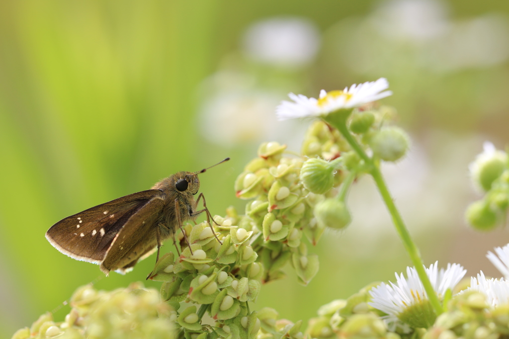 ギシギシのチャバネセセリ