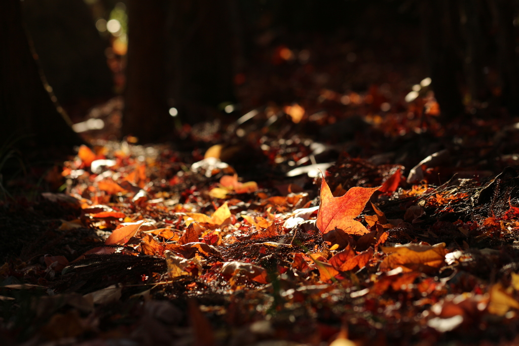 輝く落葉
