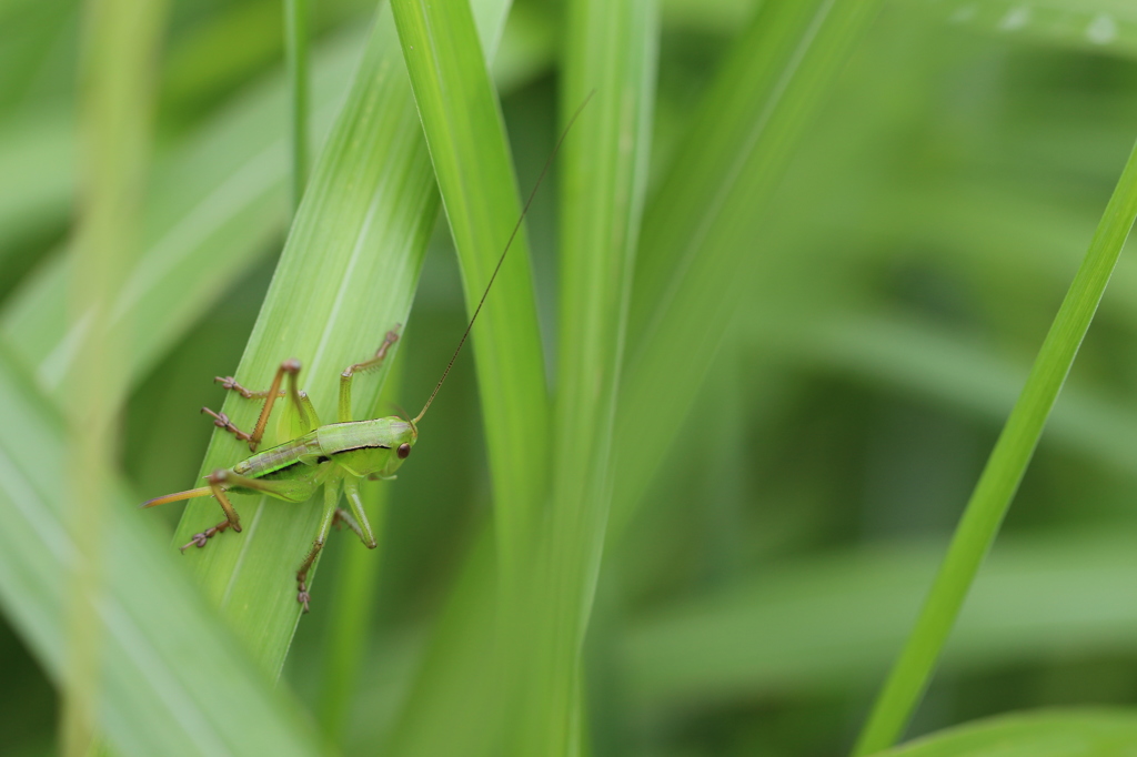 キリギリス幼虫 By Biwaken Id 写真共有サイト Photohito