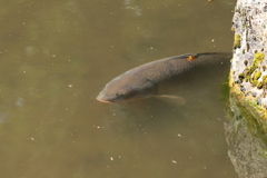 鯉池のコイ