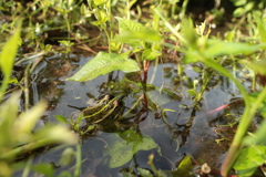 湿地のトノサマガエル