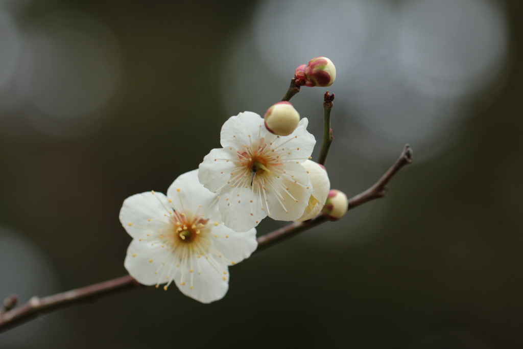 枝先の白梅