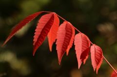 山漆の紅葉