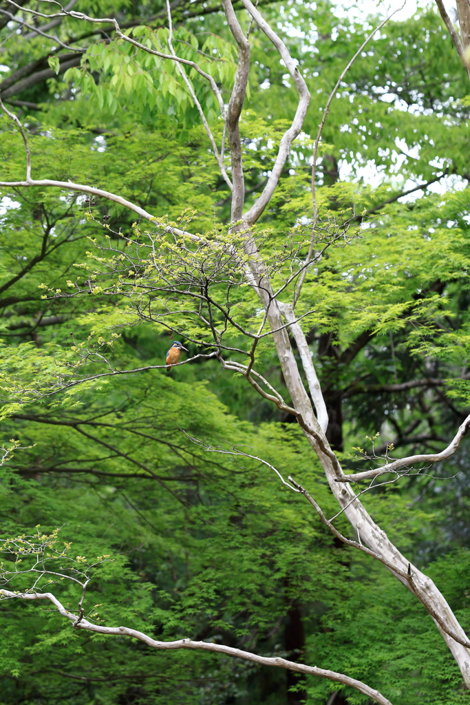 百日紅の翡翠