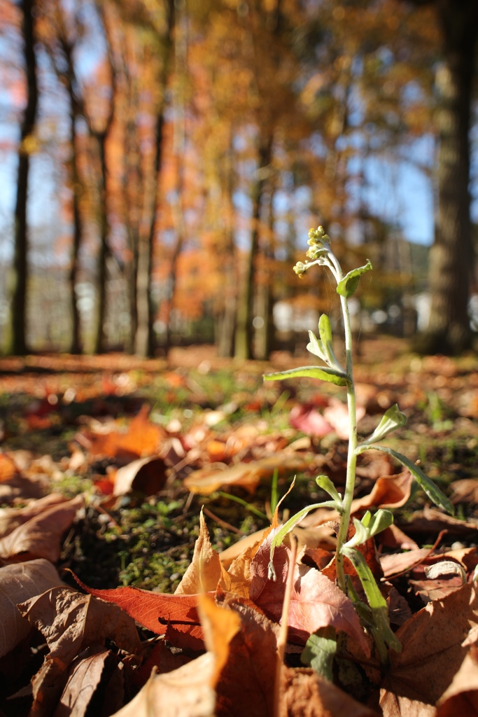 枯葉のハハコグサ