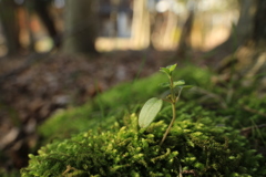 苔上の芽生え