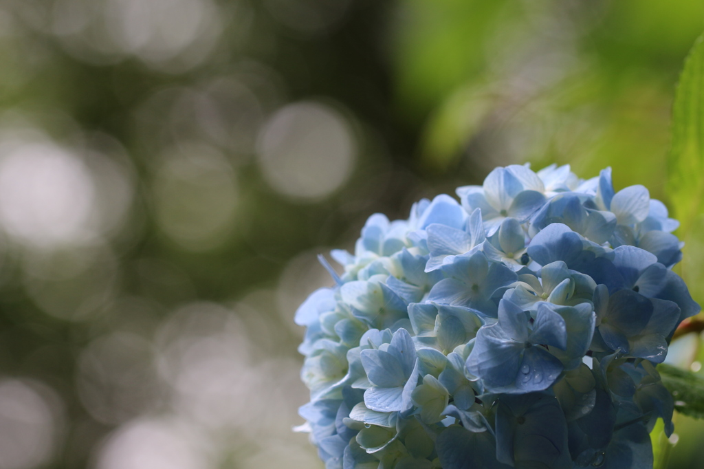木漏れ日の紫陽花