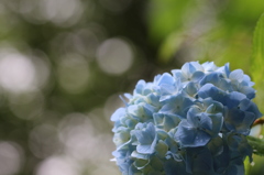 木漏れ日の紫陽花