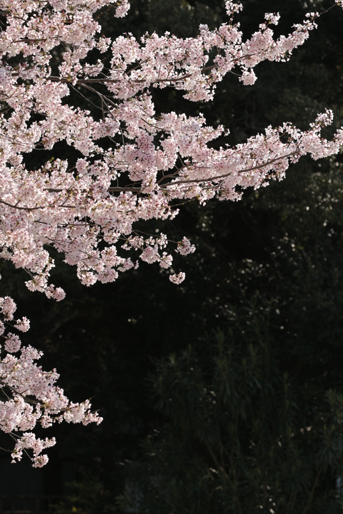 輝く桜