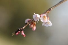 咲き始めた桜