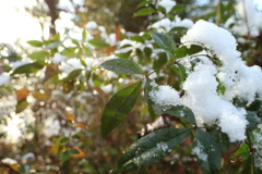 雪景色の茂み