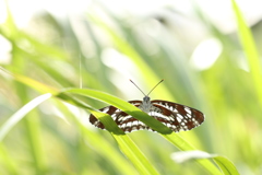 草むらのホシミスジ