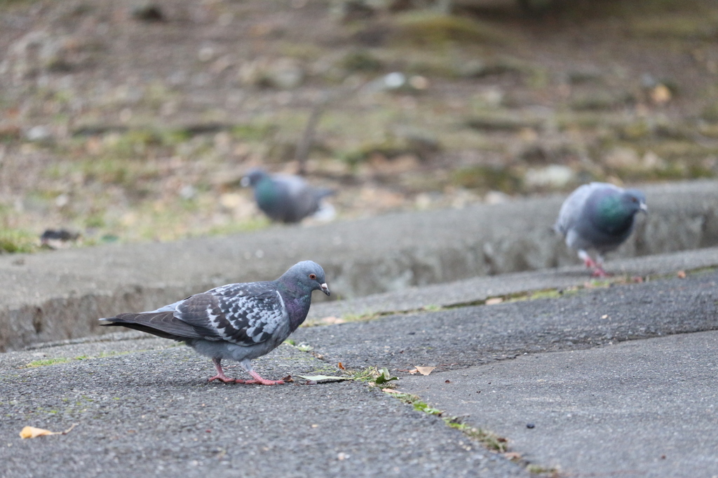 カワラバト