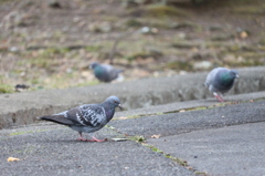 カワラバト