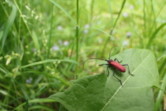 草むらのベニカミキリ