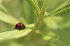 背高泡立草のナナホシテントウ