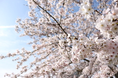 満開の桜