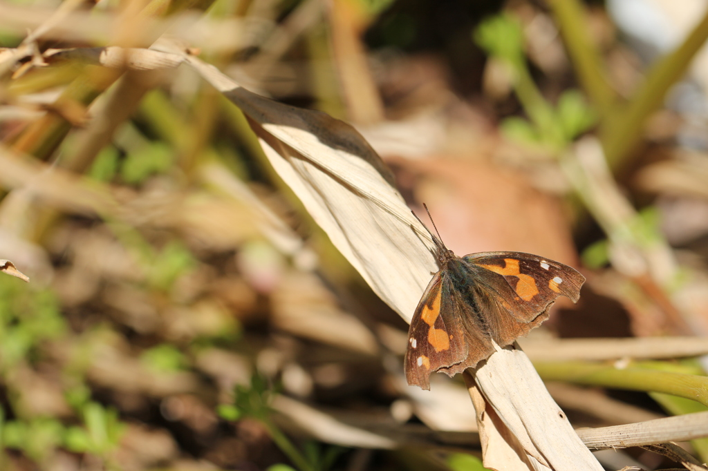 枯草のテングチョウ