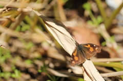 枯草のテングチョウ