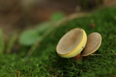 苔上のパンケーキ