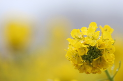 雪と菜の花