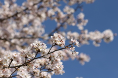 青空の桜