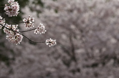 輝く桜