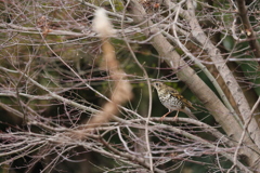 樹上のトラツグミ