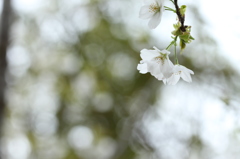 細枝の桜