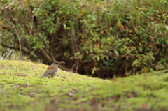 苔の地面のシロハラ