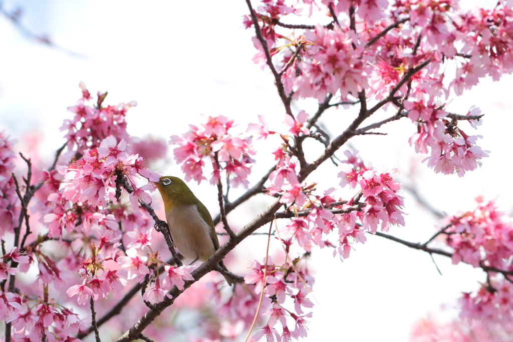 桜のメジロ