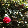 朝陽の山茶花