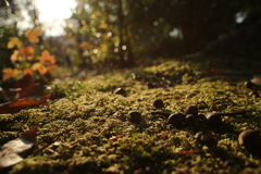 苔上のドングリ