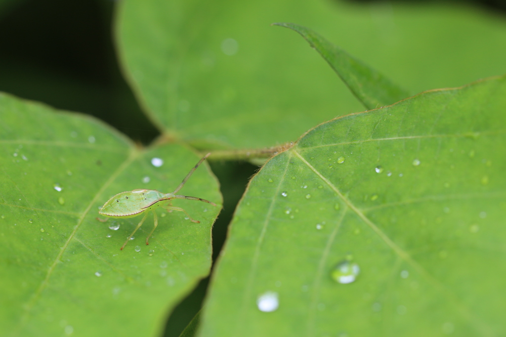 葛の葉のホシハラビロヘリカメムシの幼虫