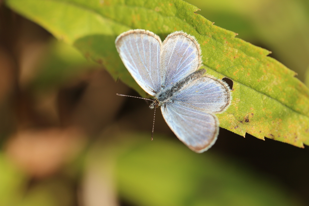 葉の上のヤマトシジミ