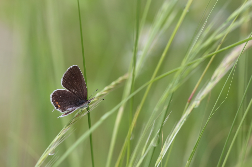 草むらのツバメシジミ