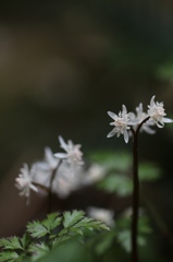並び咲く