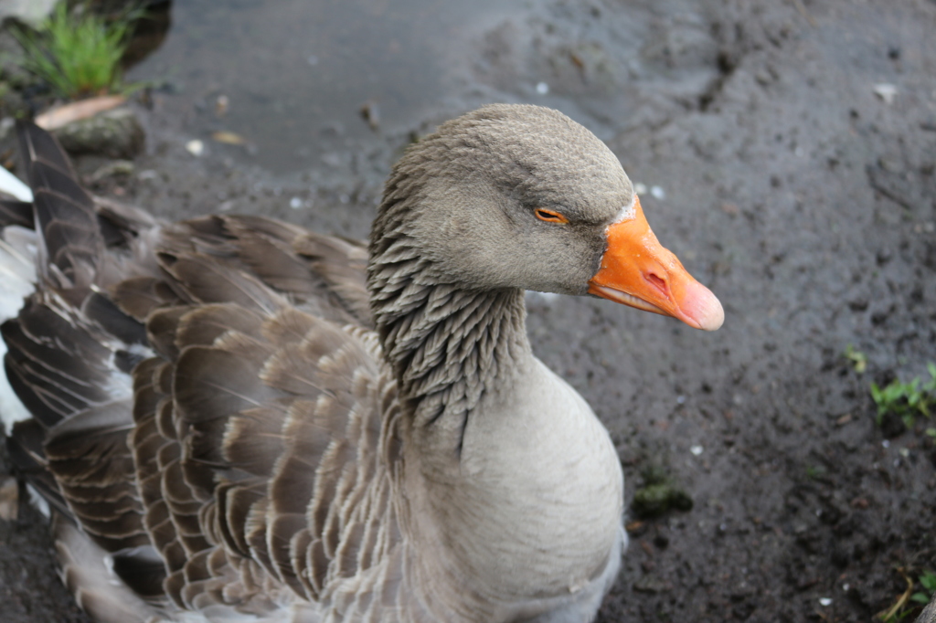 金鱗湖のガチョウ