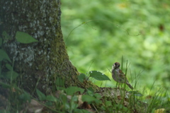 木陰のスズメ