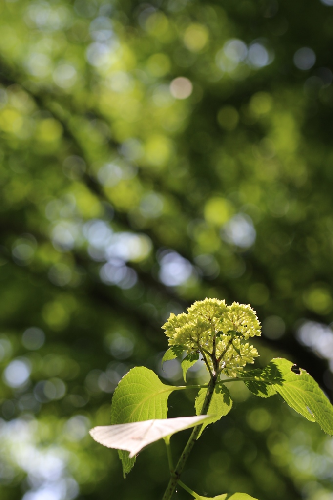 アジサイの蕾