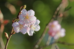 淡色の初御代桜