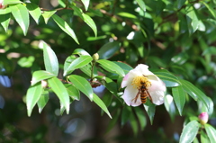 山茶花のキイロスズメバチ
