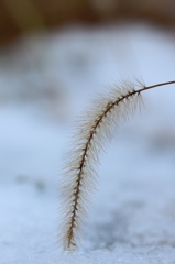 雪のエノコログサ