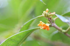 金木犀の花