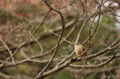 茂みのジョウビタキ