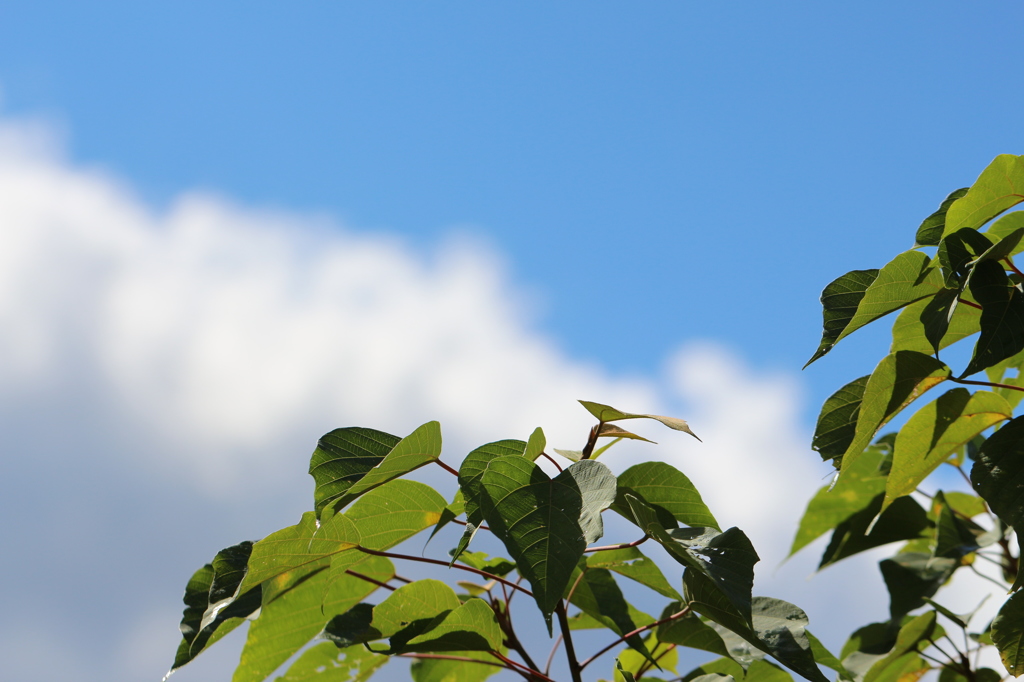 ナンキンハゼと青空