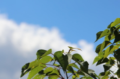 ナンキンハゼと青空
