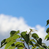 ナンキンハゼと青空